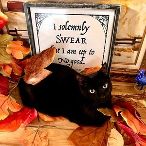 Live Show Listing From The Shoegasms Shed